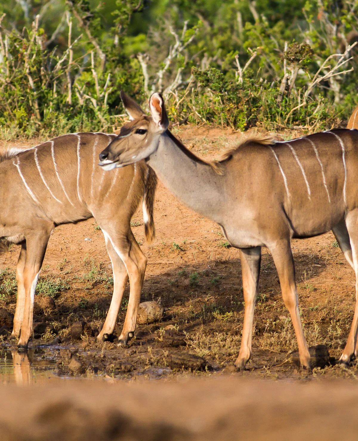 Serengeti wildlife