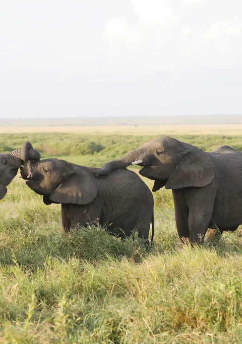 Ngorongoro Crater Game Drive