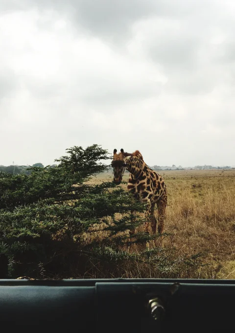 Northern Serengeti Game Drives