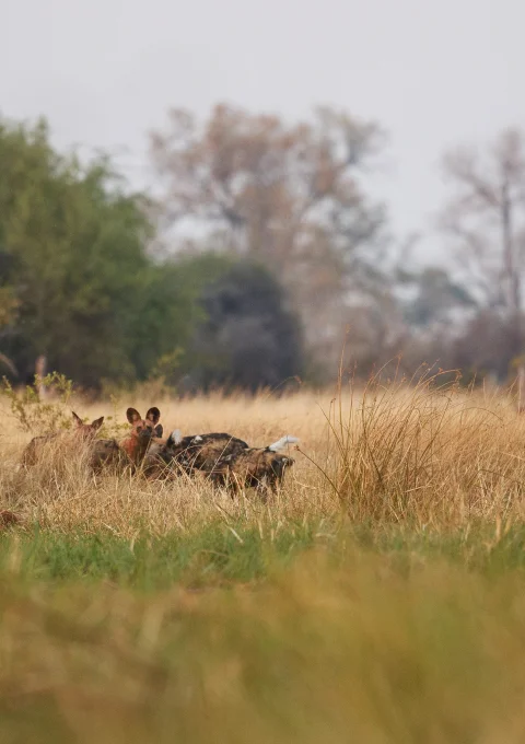 The Last Northern Serengeti Game Drive