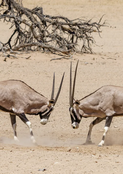 Transfer to Central Serengeti