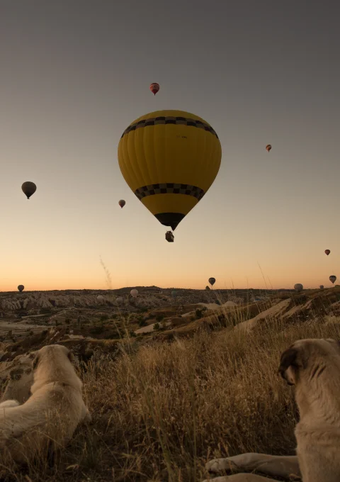 Sunrise Hot Air Balloon Safari & Game Drive