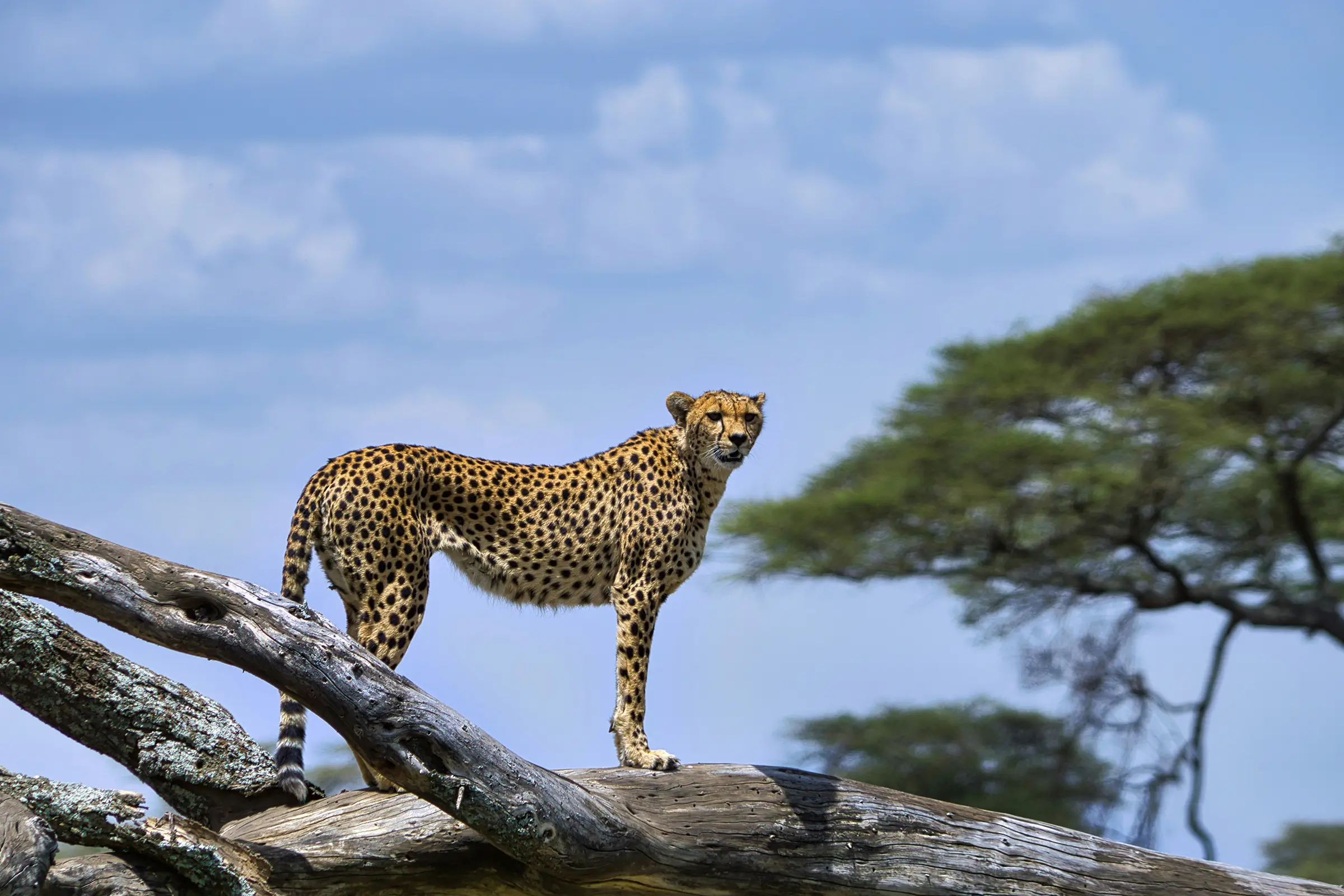 3 Nights - Luxury Short Safari Four Seasons From Arusha